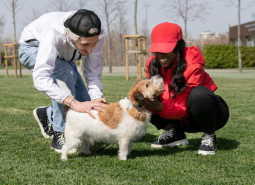 daycare for dogs